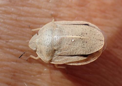Réf. 186 688 : Eurygaster austriaca